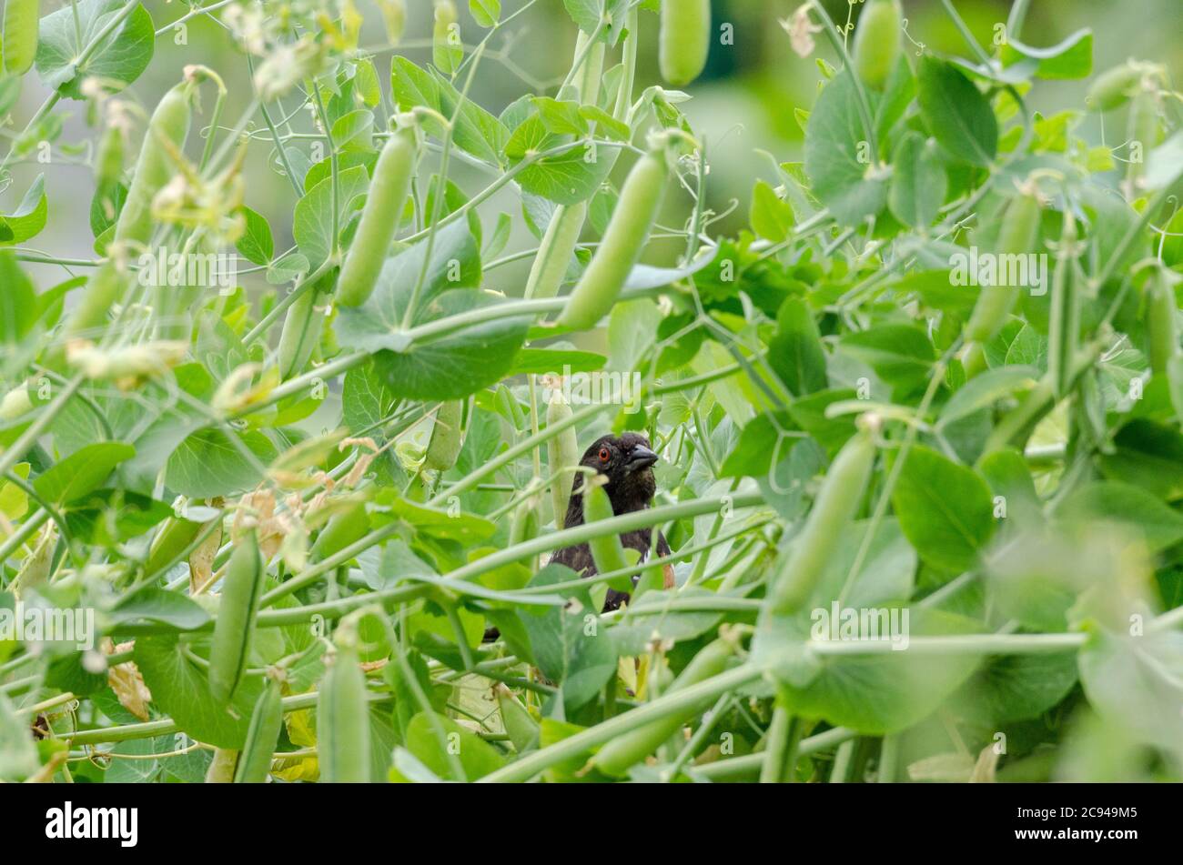 A Spotted Towhee forages among snap pea vines in a community garden in Redmond, Washington. Stock Photo