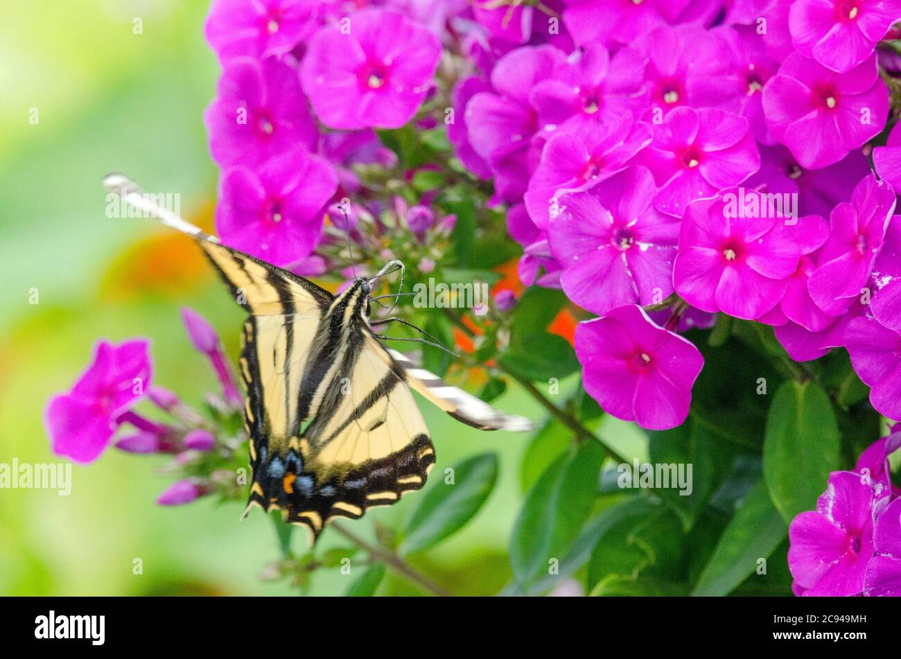 A Western Tiger Swallowtail butterfly looks for nectar among the flowers of a phlox plant in a community garden in Redmond, Washington. Stock Photo