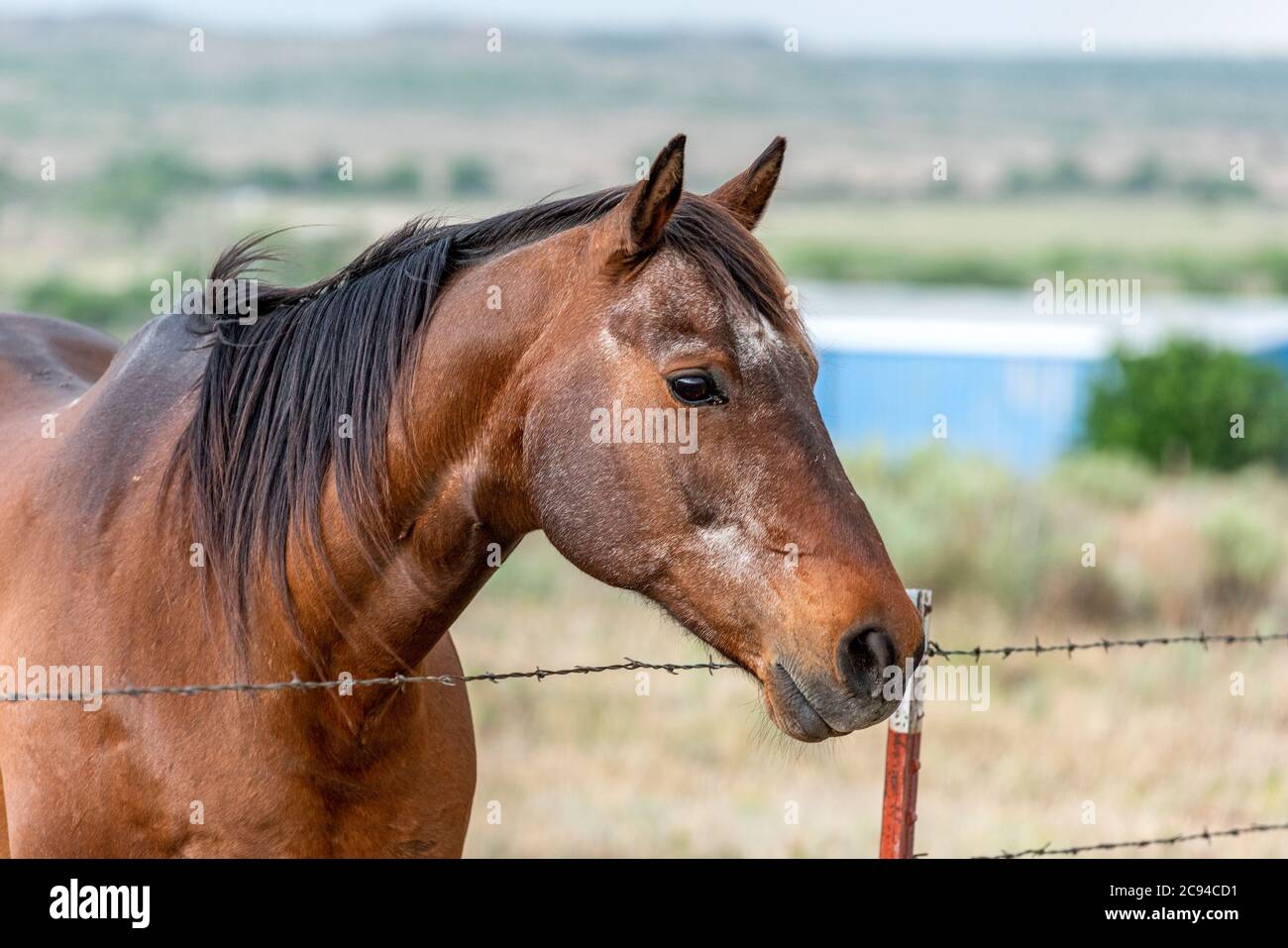 A friendly horse peers over a fence near a farm in South Dakota. Stock Photo