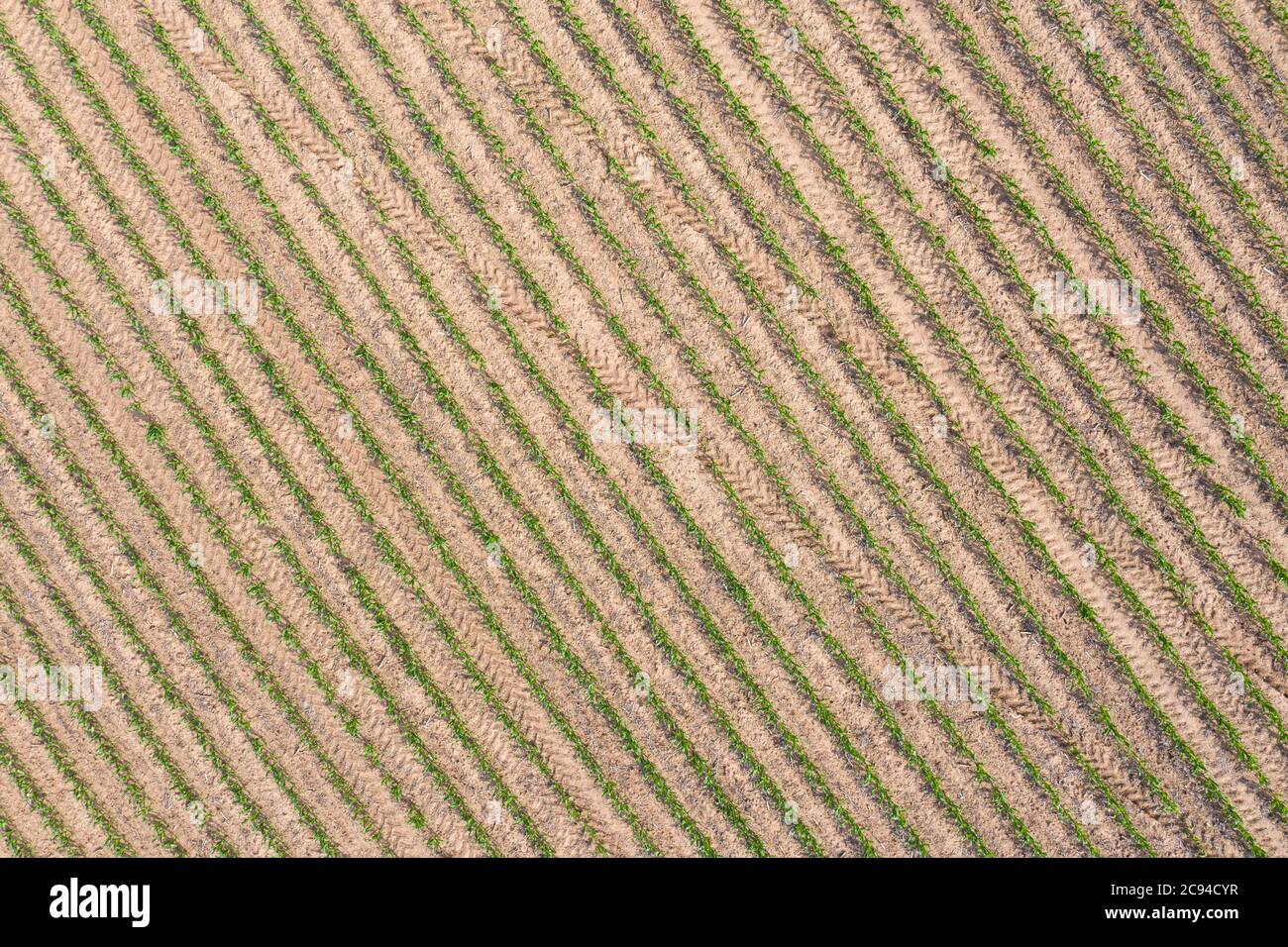 A drone image overlooking a newly growing crop of corn shows a classic farmland scene typical of the Midwest. Stock Photo