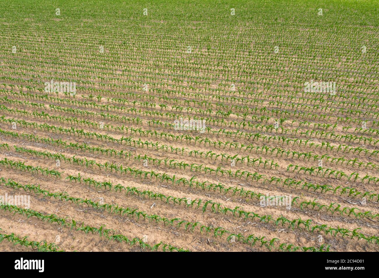 A drone image overlooking a newly growing crop of corn shows a classic farmland scene typical of the Midwest. Stock Photo