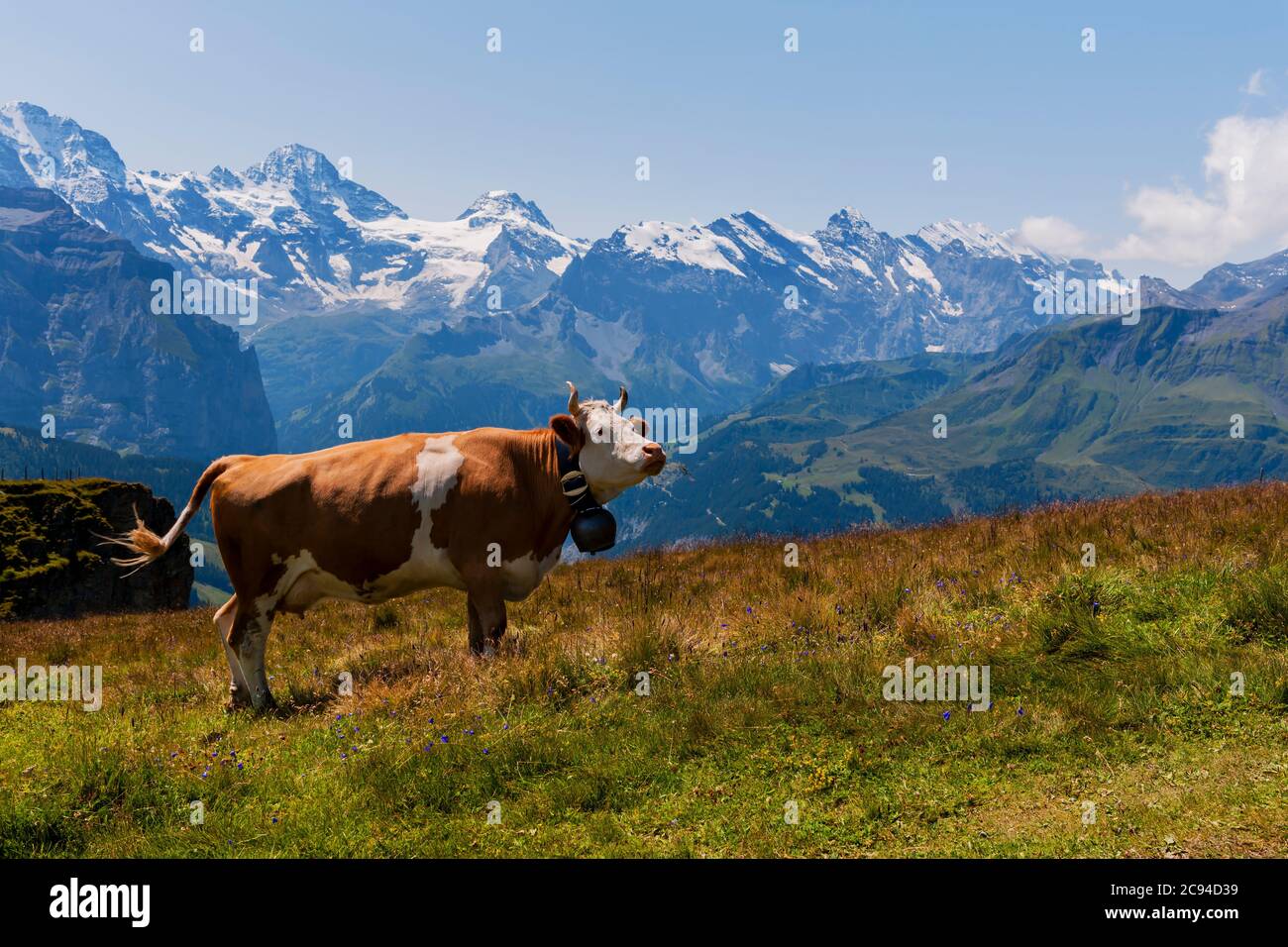 Happy Swiss cow eating grass with views ot the mountains surrounding Grindelwald, in the Berner