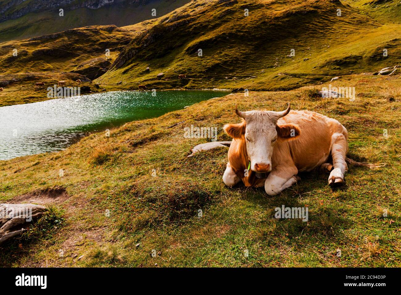 Sleeping Swiss cow near the Bachalpsee, First, near Grindelwald, in the Berner Oberland of the Swiss Alps Stock Photo
