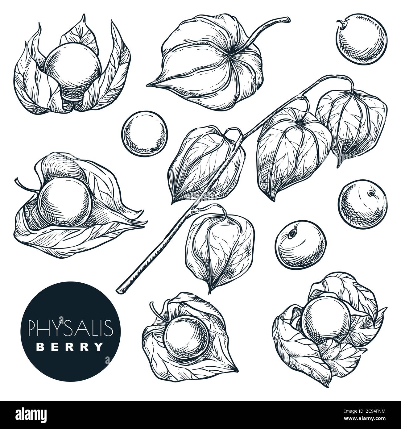 Ripe Physalis Berries On Branch Sketch Vector Illustration Sweet Gooseberry Harvest Hand Drawn Food Isolated Design Elements Stock Vector Image Art Alamy