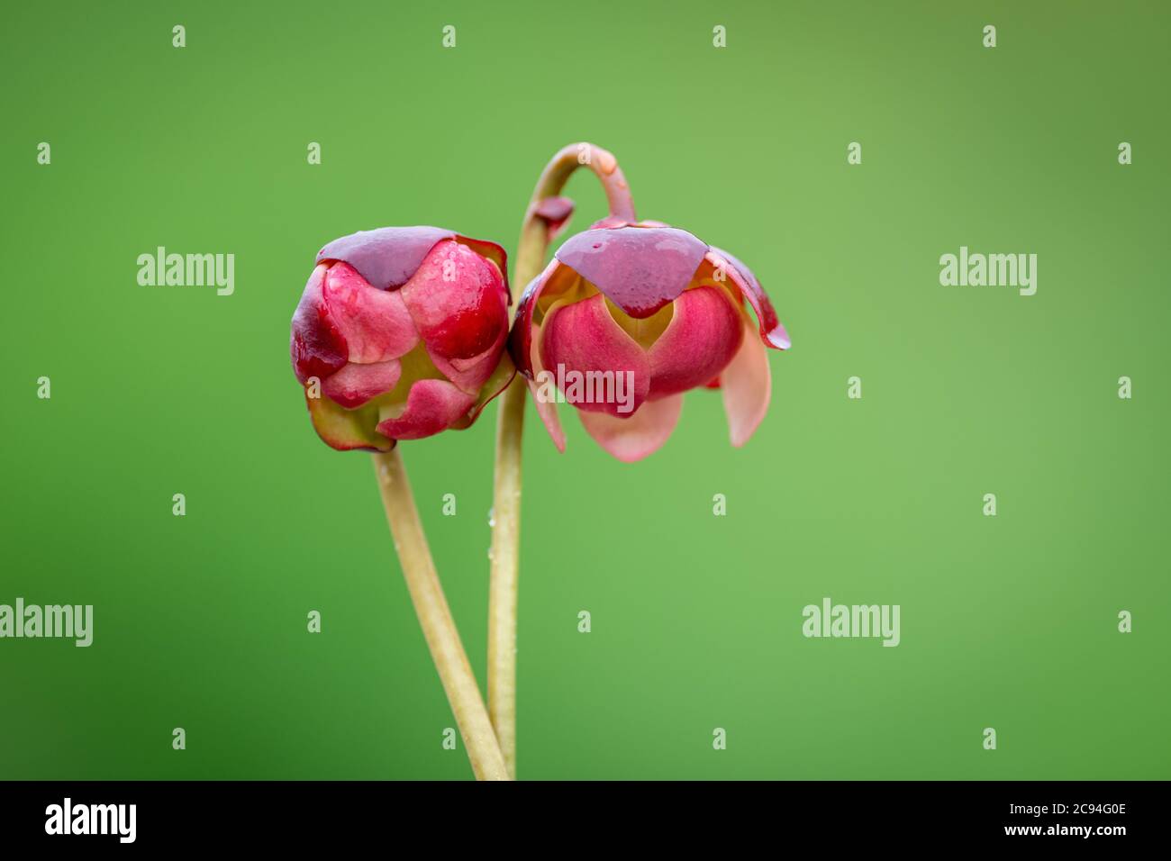 Two purple pitcher plant flowers, sarracenia purpurea, rosette shapes.The carnivorous plants have leaf like petals, purple and red in color. Stock Photo