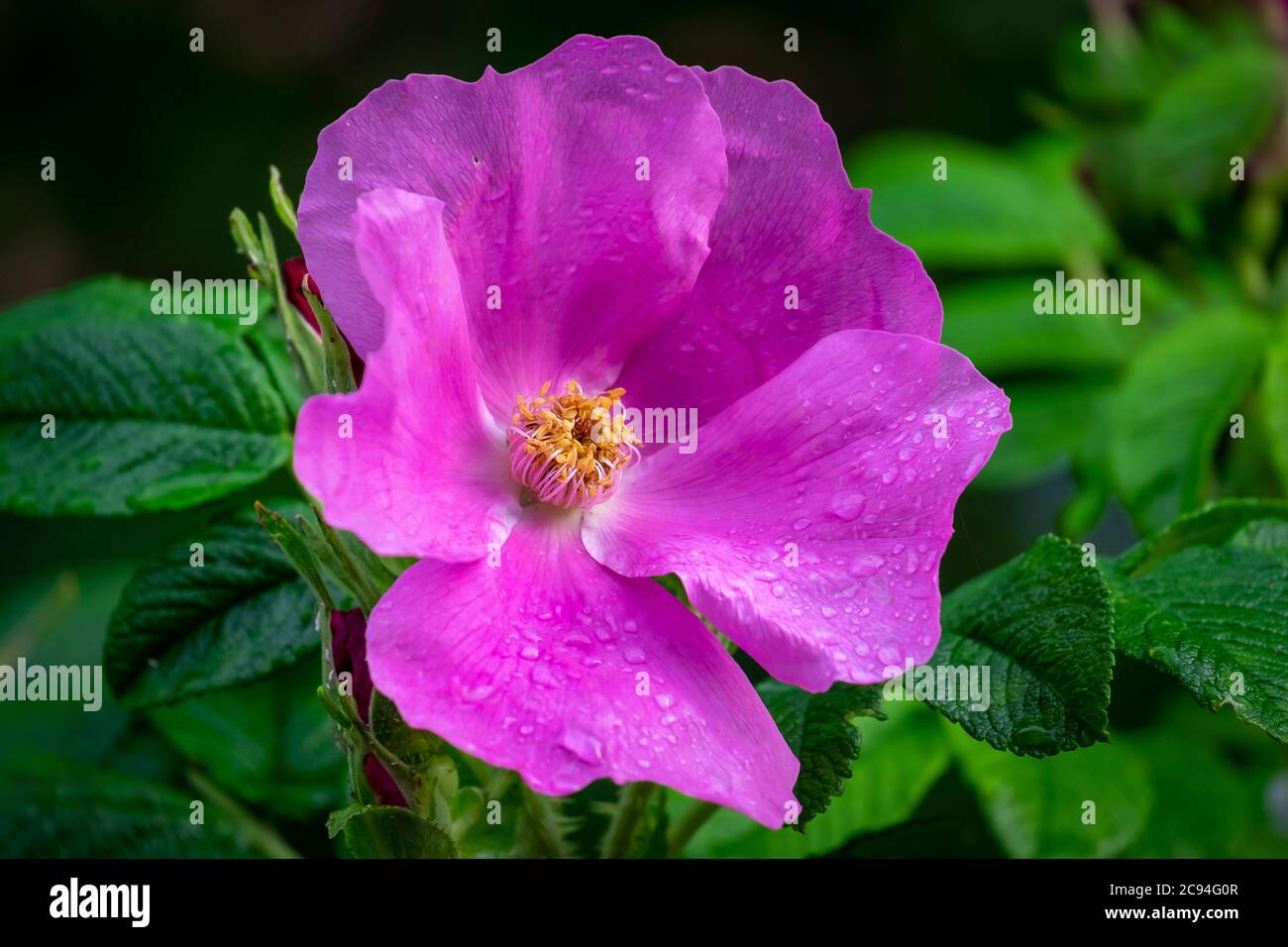 A large fuchsia flower, wild cinnamon  rose, with a yellow center.  The stamens are yellow, petals are papery and pink with a shiny surface. Stock Photo