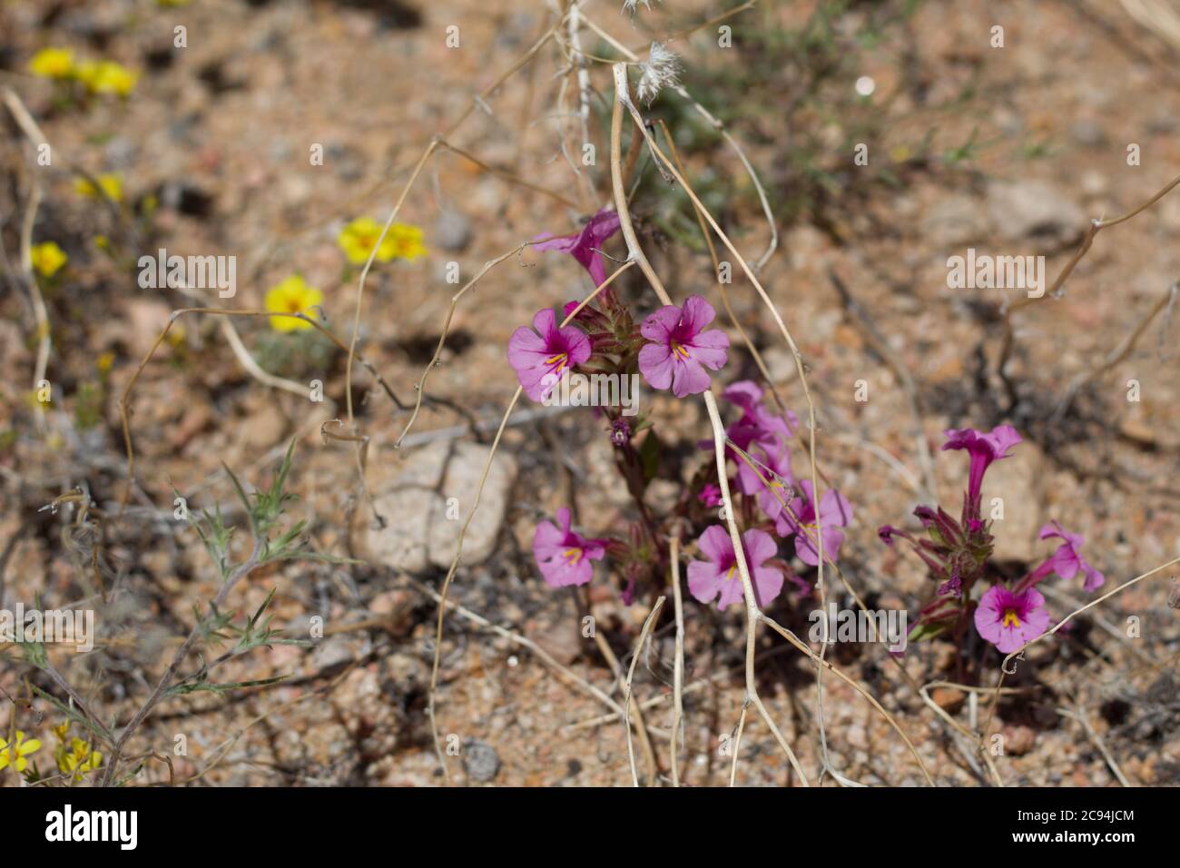 Purple inflorescences, Bigelow Monkeyflower, Diplacus Bigelovii, Phrymaceae, native plant in Pioneertown Mountains Preserve, Southern Mojave Desert. Stock Photo