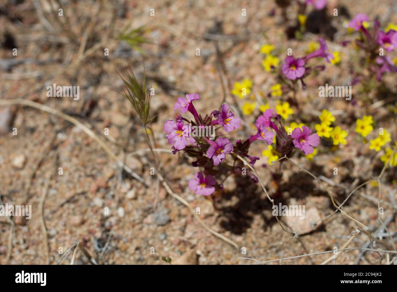 Purple inflorescences, Bigelow Monkeyflower, Diplacus Bigelovii, Phrymaceae, native plant in Pioneertown Mountains Preserve, Southern Mojave Desert. Stock Photo