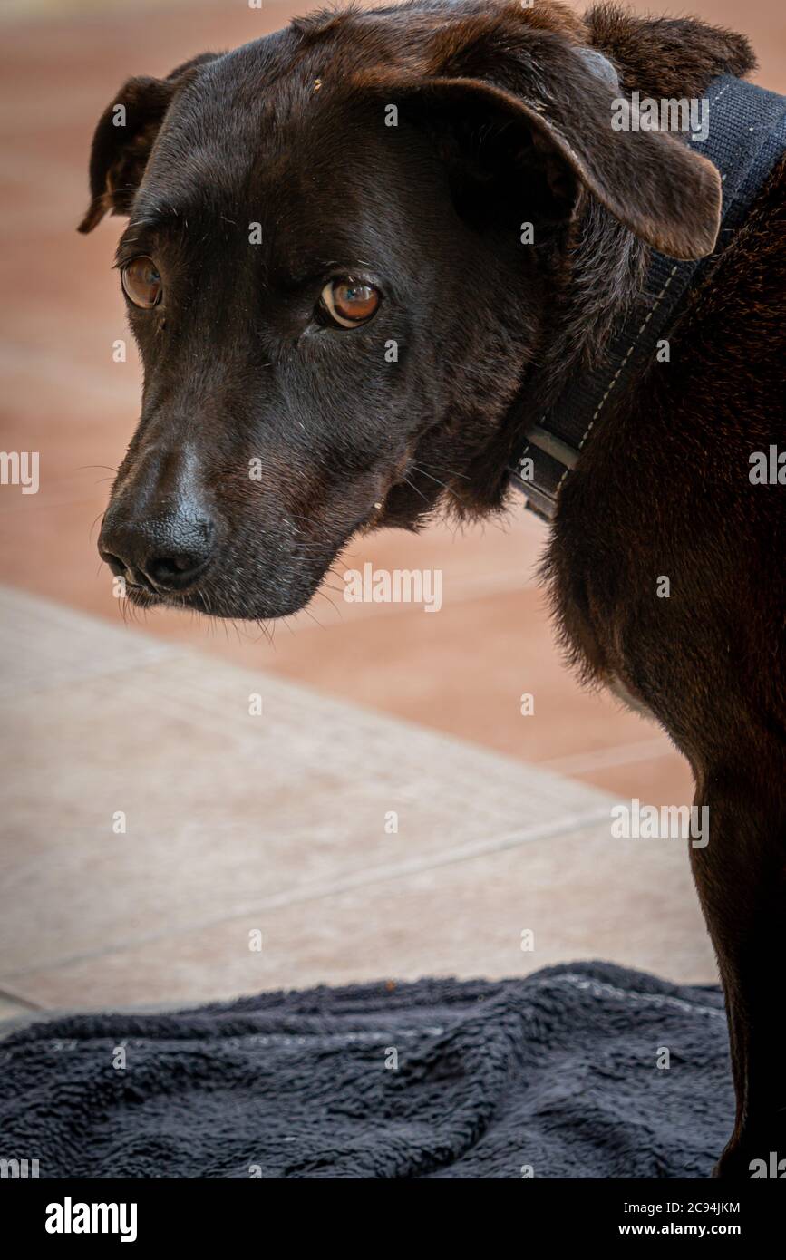 Can Diabetes In A Dog Be Reversed