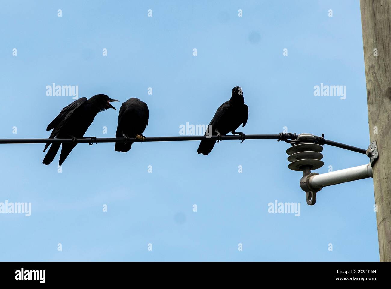 Big black bird clinging to a pole Stock Photo
