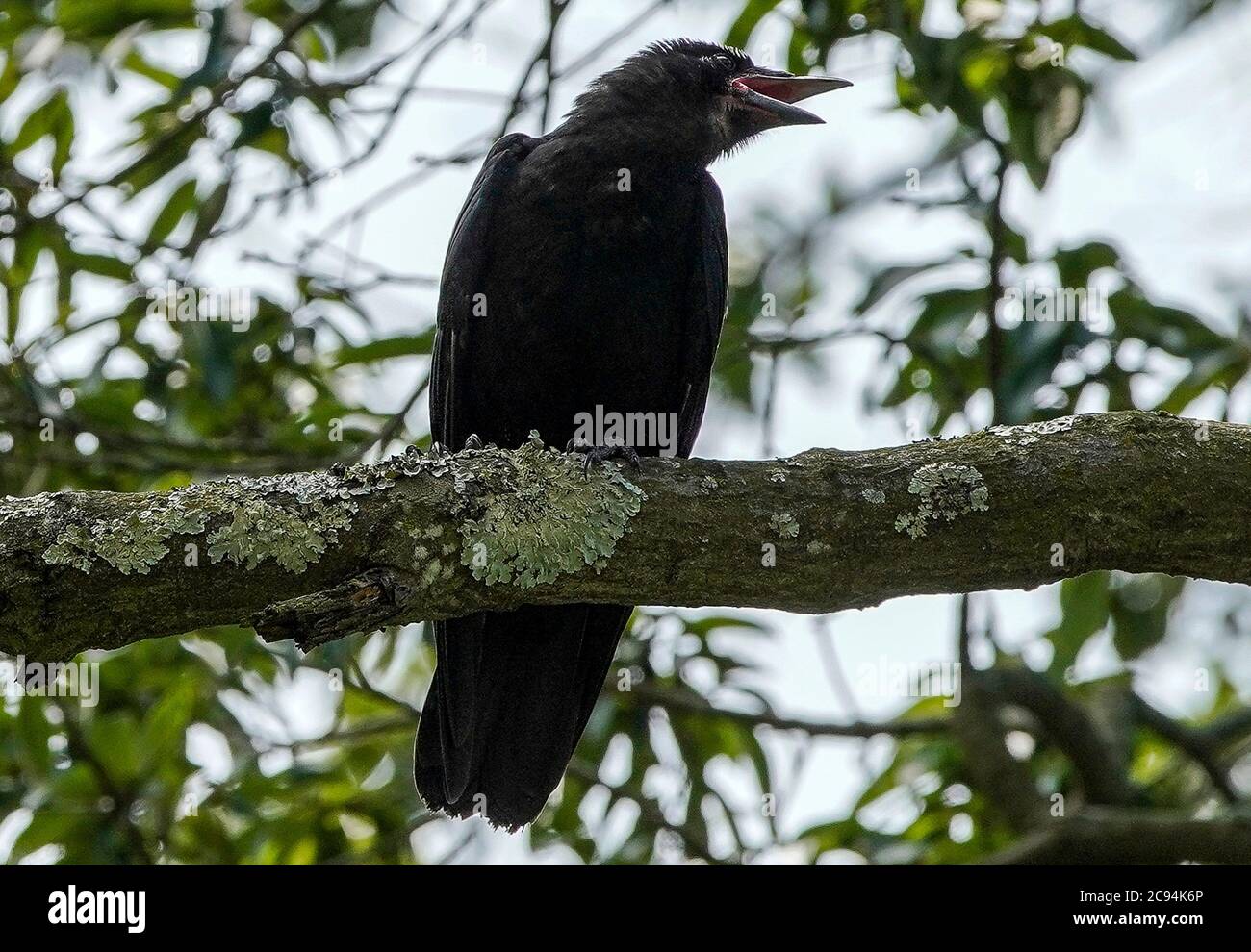 Big black bird clinging on a tree branch. Stock Photo