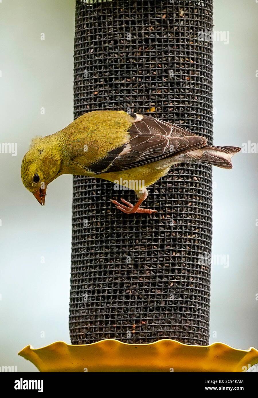 American Goldfinch clinging to the outside of a bird feeder. Stock Photo