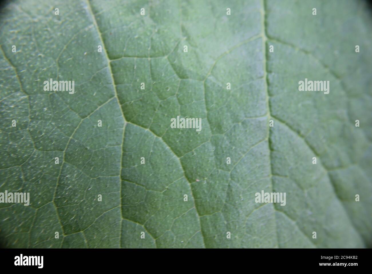 Organic urban gardening of a huge pumpkin squash plant in the backyard. Stock Photo