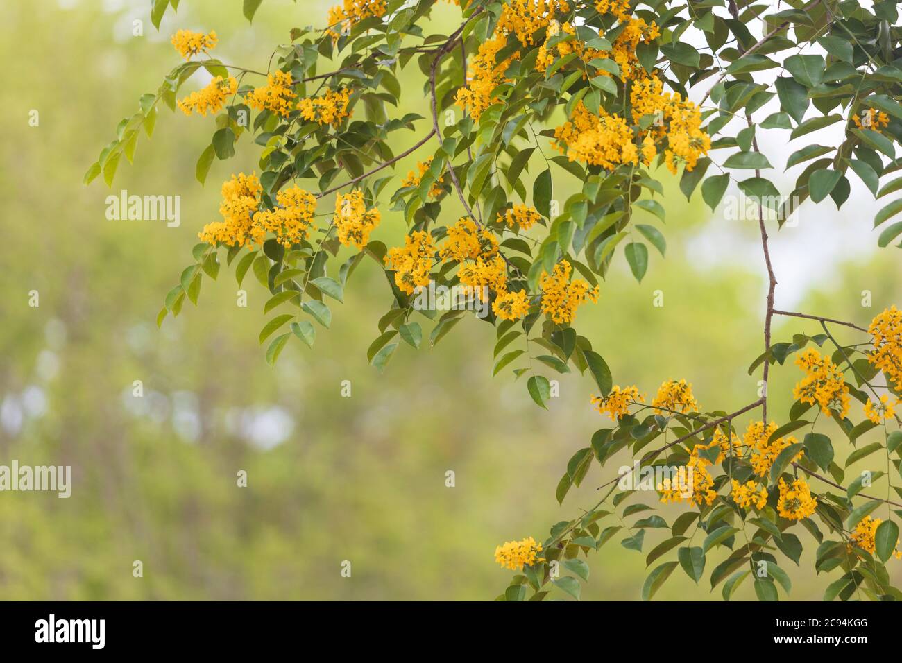 Yellow Padauk flowers blooming in the summer of Thailand. Stock Photo