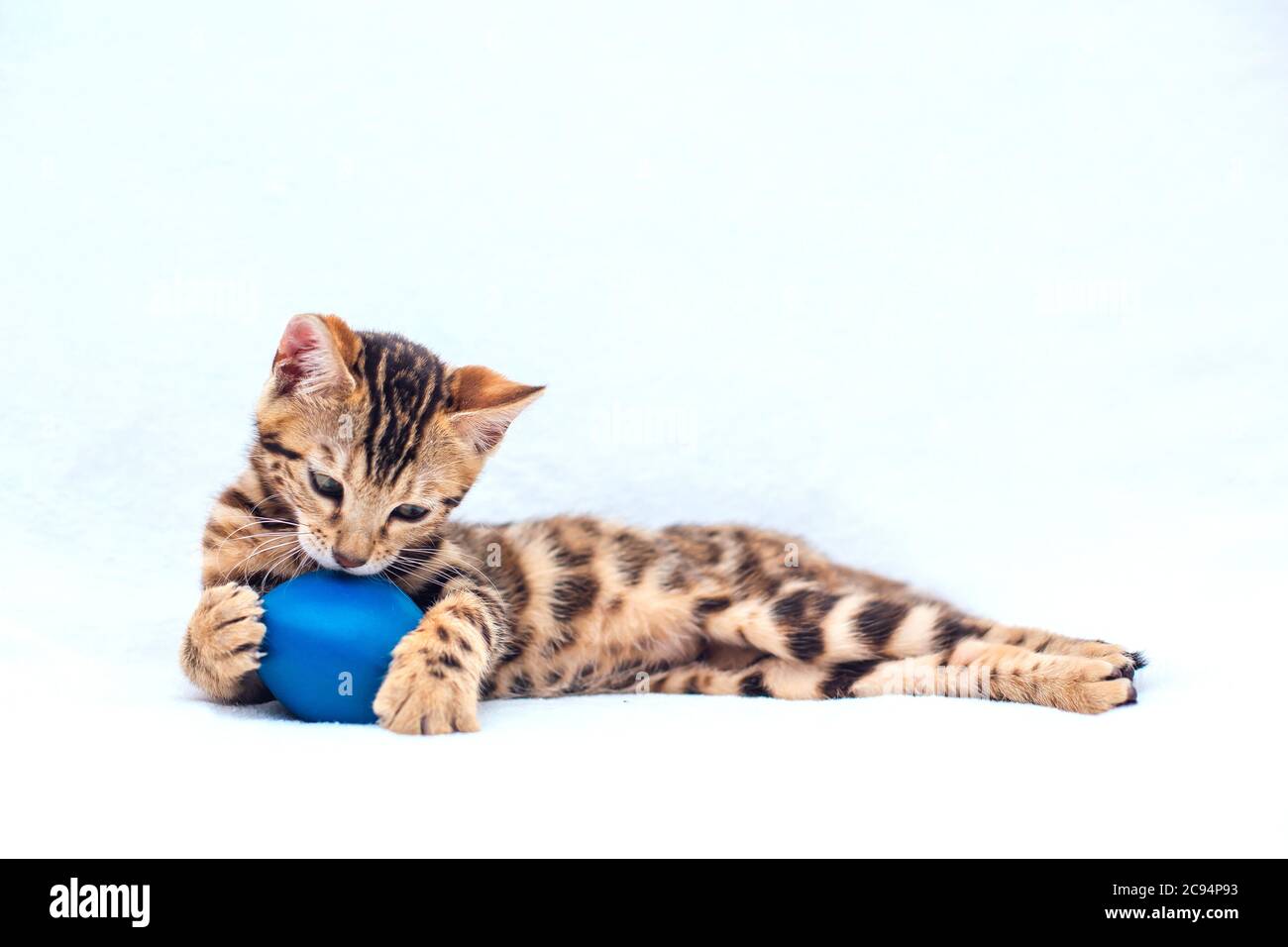 Little Bengal kitty laying with blue toy on the white background Stock ...