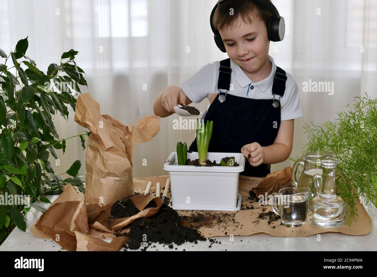 The kid imagines, dances and transfers the soil from the package to a container with bulbs of hyacinth flowers. Stock Photo