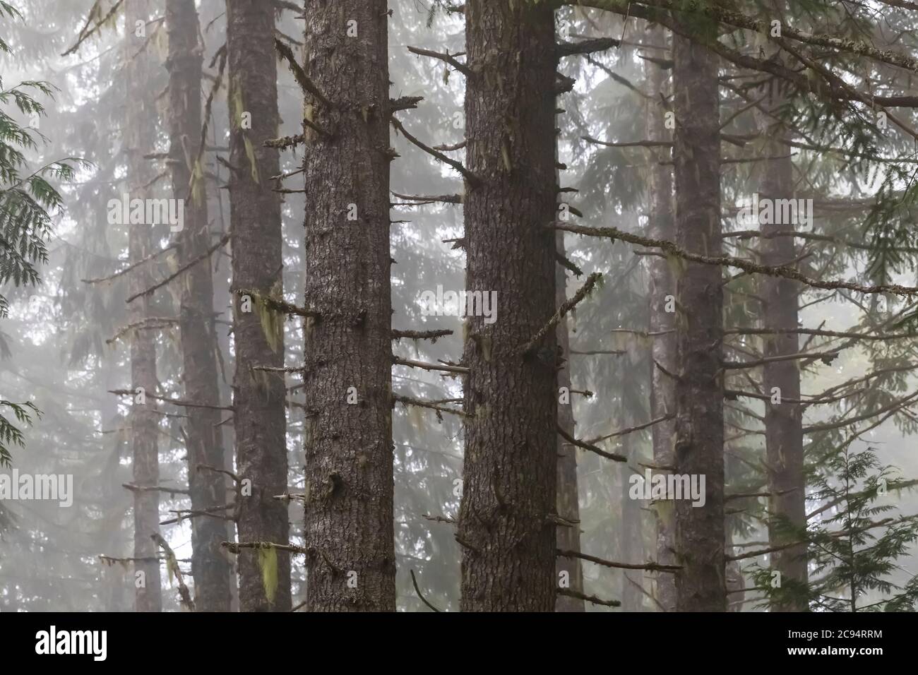 Gifford Pinchot National Forest, Washington State, USA Stock Photo Alamy