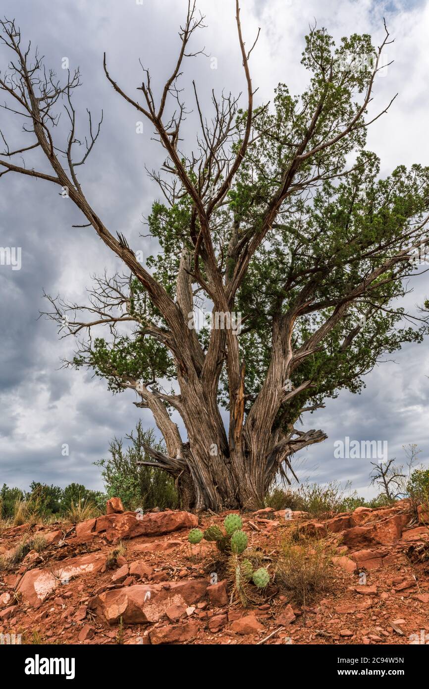 a tall Juniper tree stands in the foreground prior to a large summer monsoon in the Arizona desert. Stock Photo