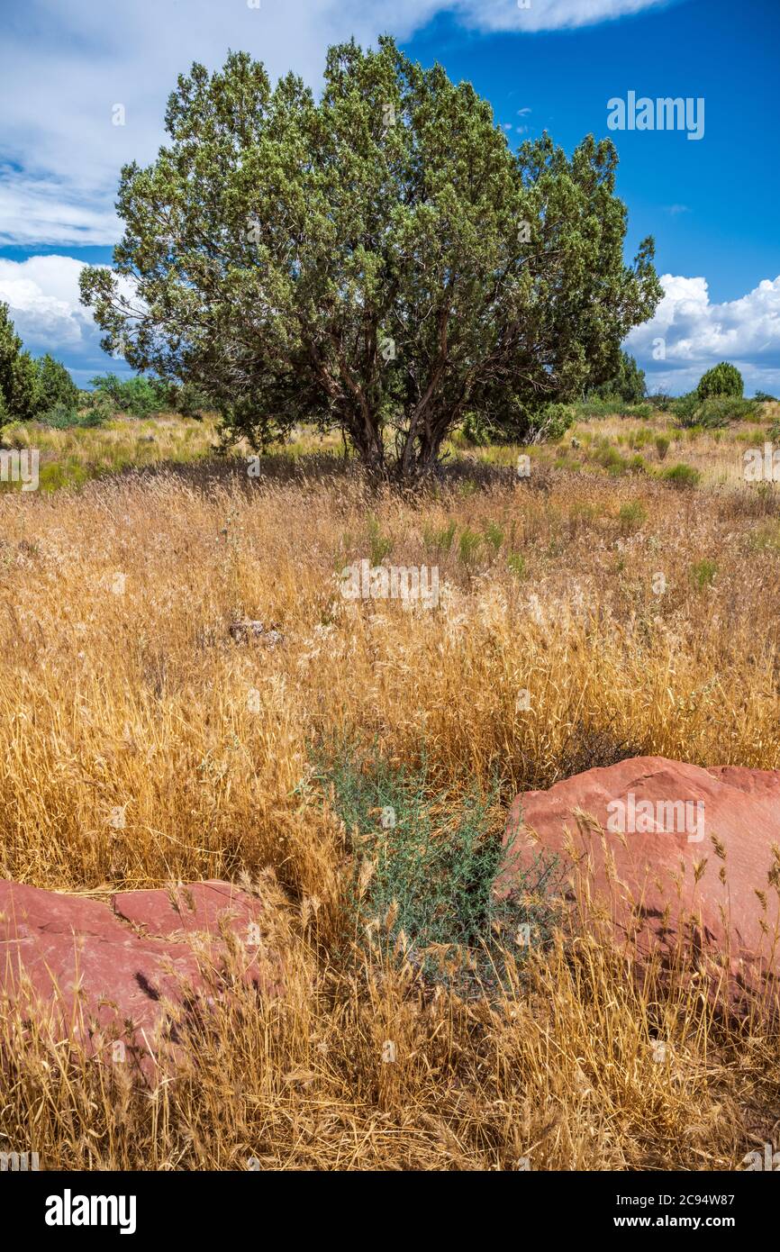 A Mesquite Tree in a grassy patch of desert prior to a summer monsoon Stock Photo