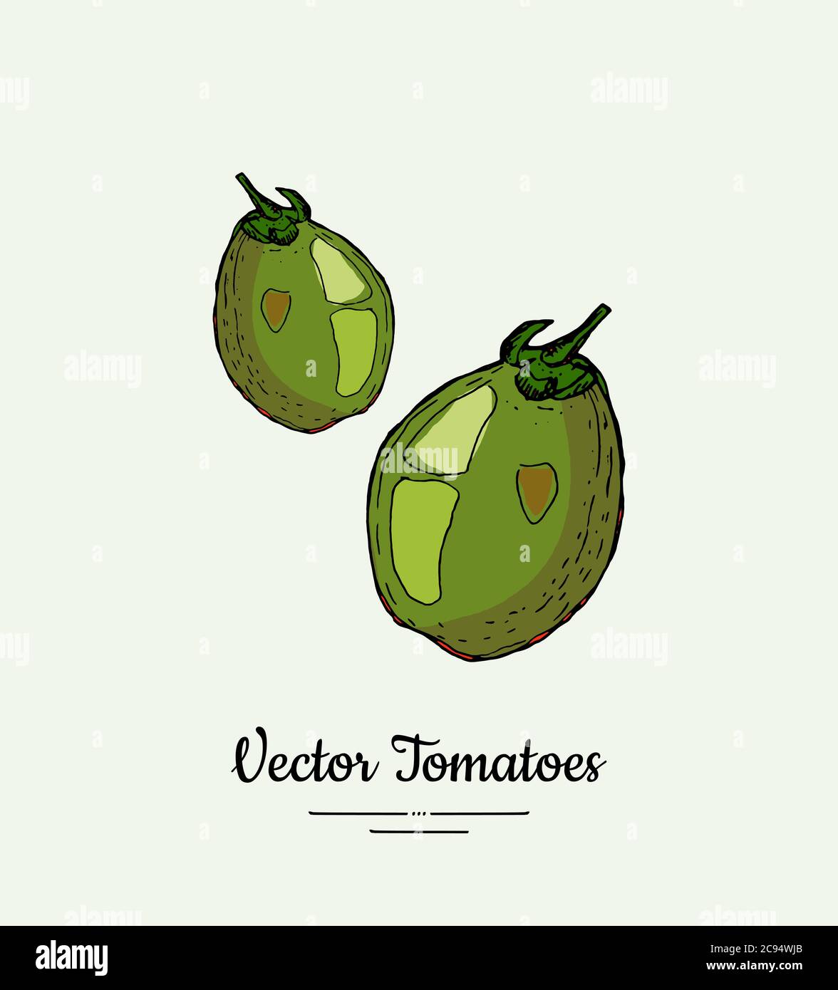 Tomato vegetable vector isolate. Green whole tomatoes. Vegetables hand drawn illustration. Trendy food vegetarian Stock Vector
