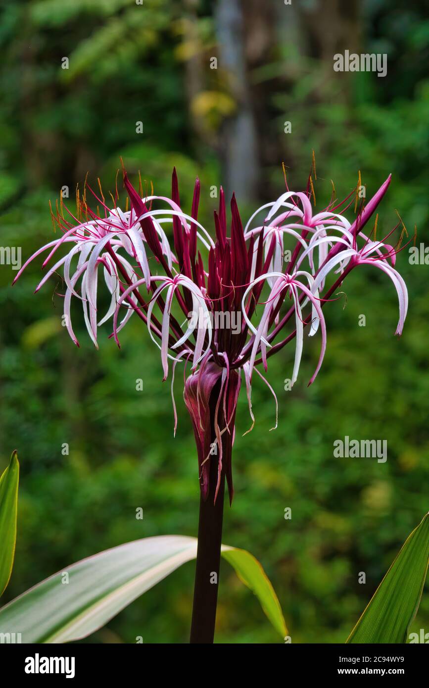 picture of sesame seed plant Sesame - Black (Sesamum indicum 'Kurogoma') Non GMO main image 0