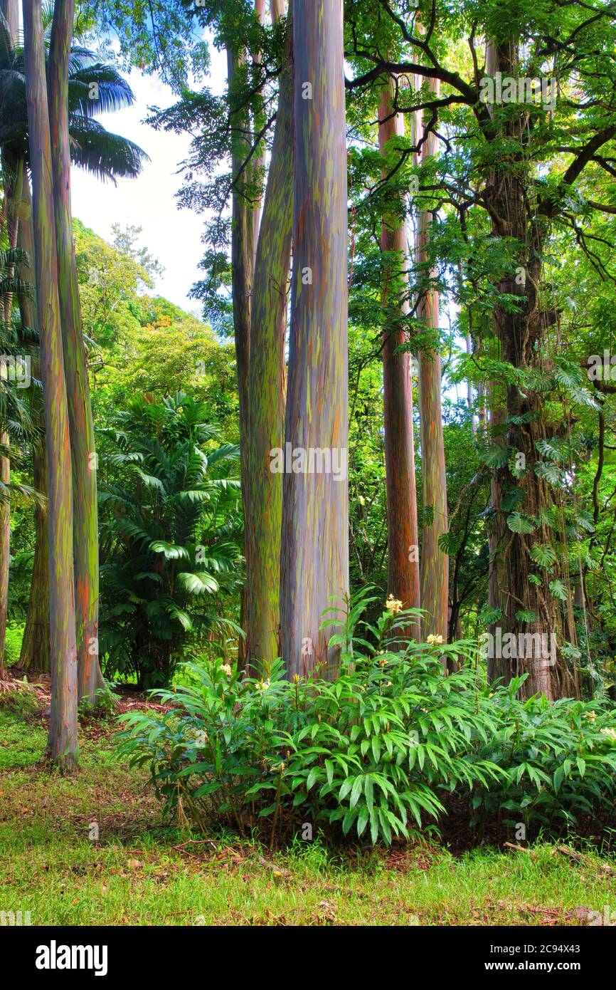 Grove of unique and beautiful rainbow eucalyptus trees growing in the