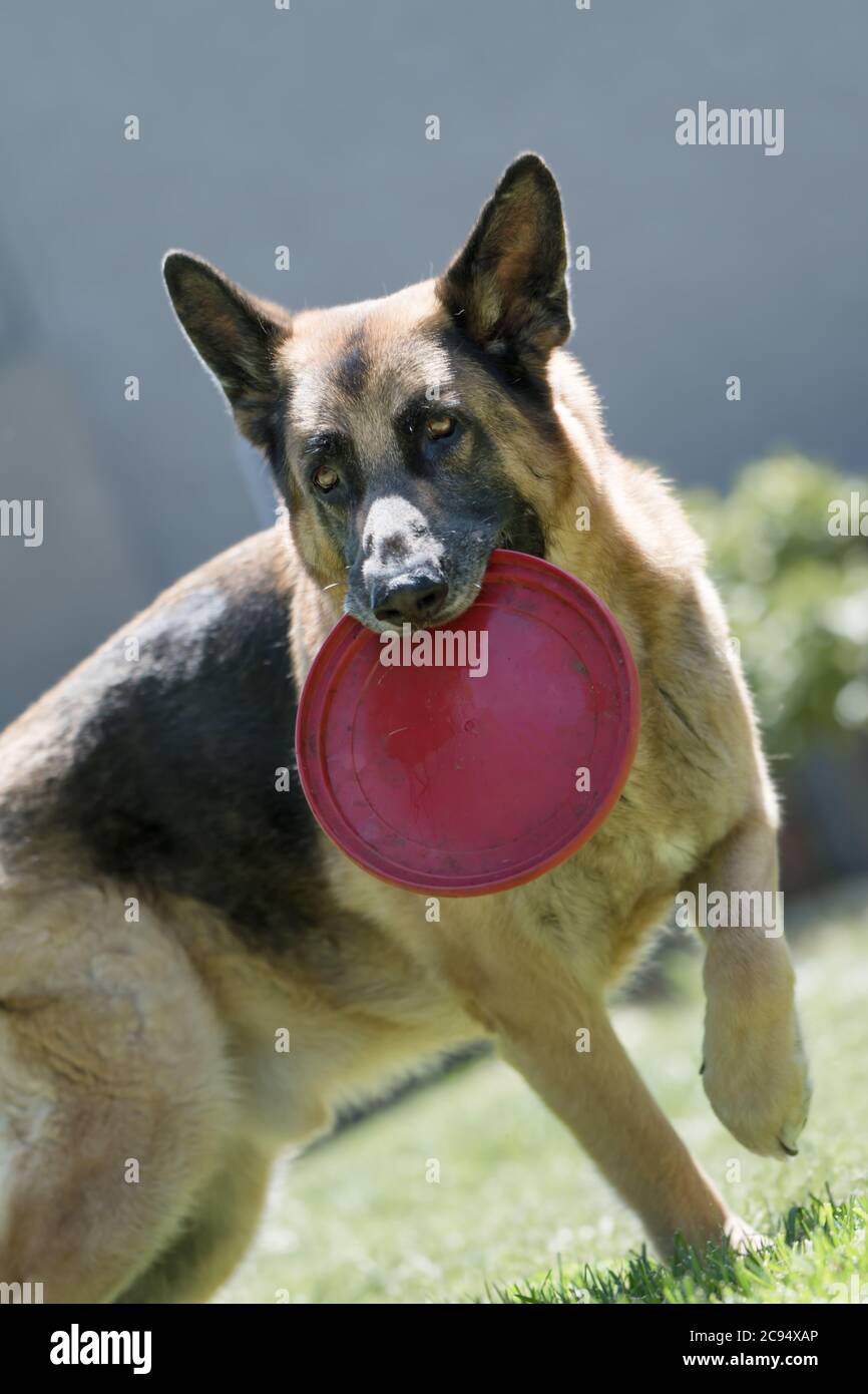 german shepherd frisbee