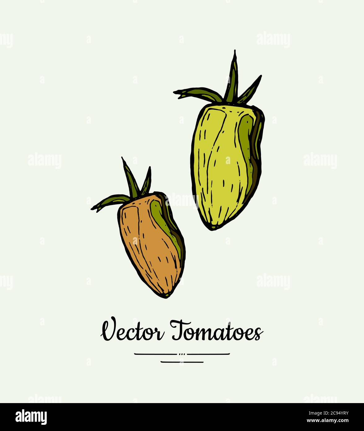 Tomato vegetable vector isolate. Orange whole tomatoes. Vegetables hand drawn illustration. Trendy food vegetarian Stock Vector