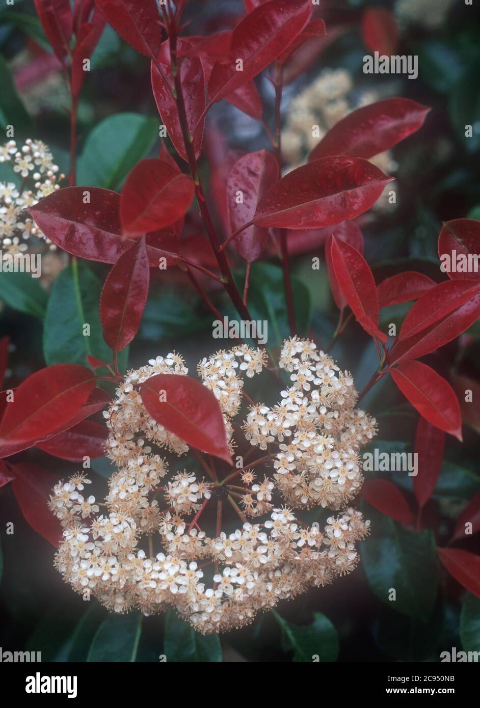 CLOSE-UP OF THE FLOWERS AND LEAVES OF A PHOTINIA ( X FRASERI) BUSH, SYDNEY, NEW SOUTH WALES, AUSTRALIA. Stock Photo