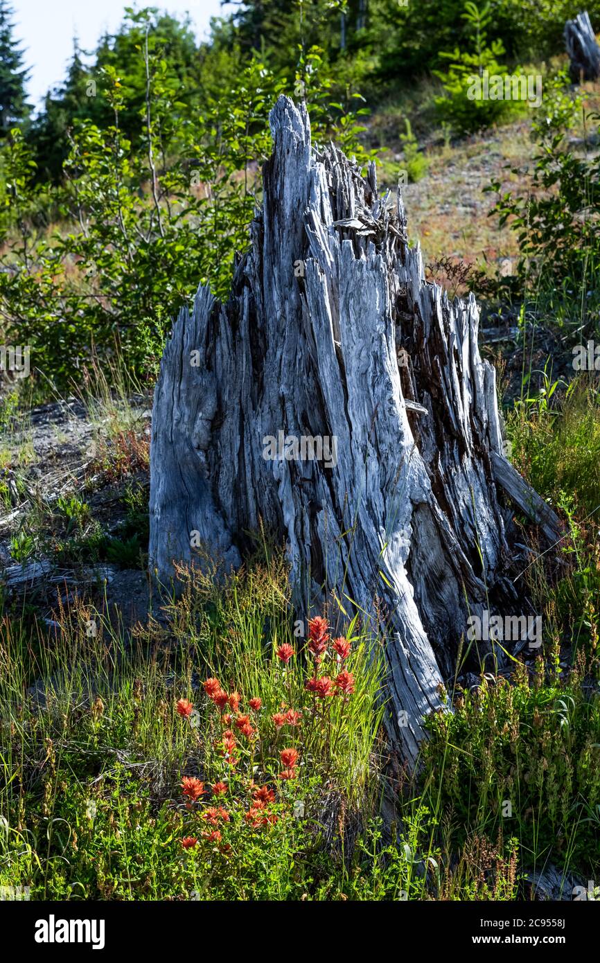 Stump from the eruption with Indian Paintbrush wildflowers in Mount St. Helens National Volcanic Monument in Gifford Pinchot National Forest, Washingt Stock Photo