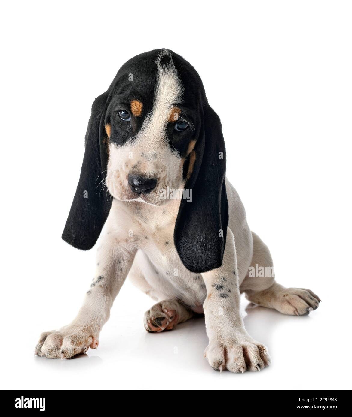 puppy bernese Schweizer Laufhund in front of white background Stock Photo