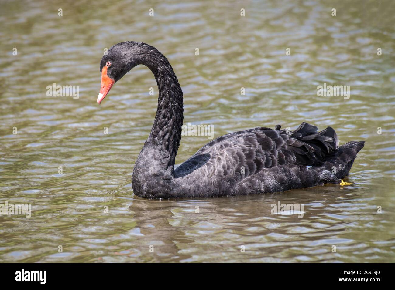 Close up of a black swan, Cygnus atratus, swimming on the water with its head slightly looking down Stock Photo