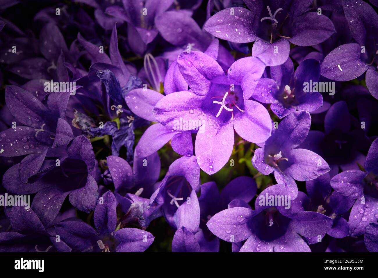 The small mauve and purple flower of the Dalmation bellflower or Serbian bellflower (campanula portenschlagiana) plant. Stock Photo