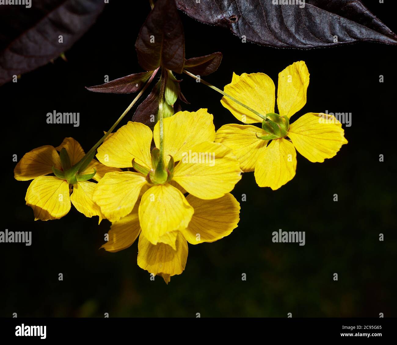 Yellow flowers of the Fringed Loosestrife (lysimachia ciliata) plant. Stock Photo