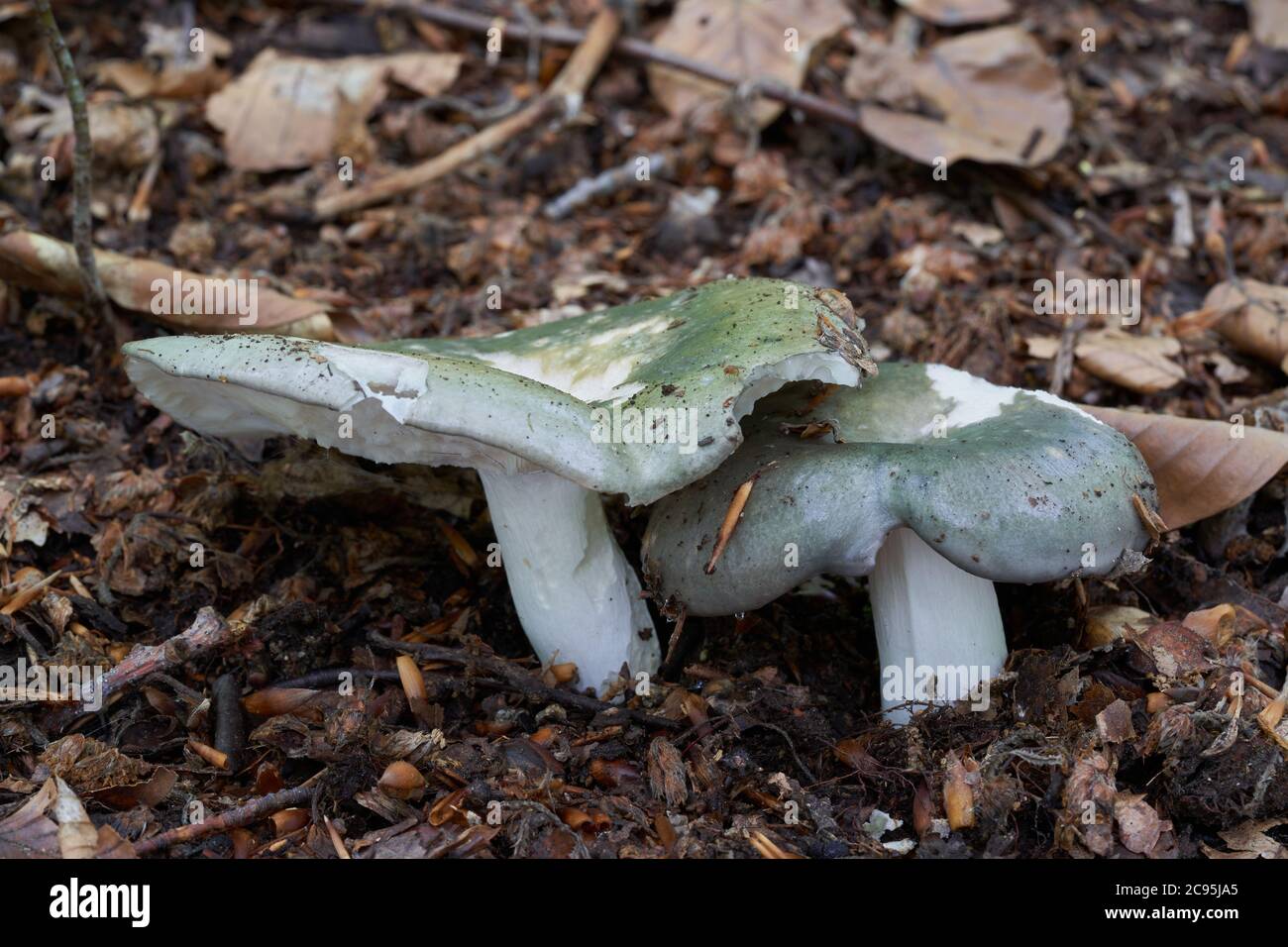 Edible mushroom Russula cyanoxantha in the beech forest. Known as Charcoal Burner. Wild