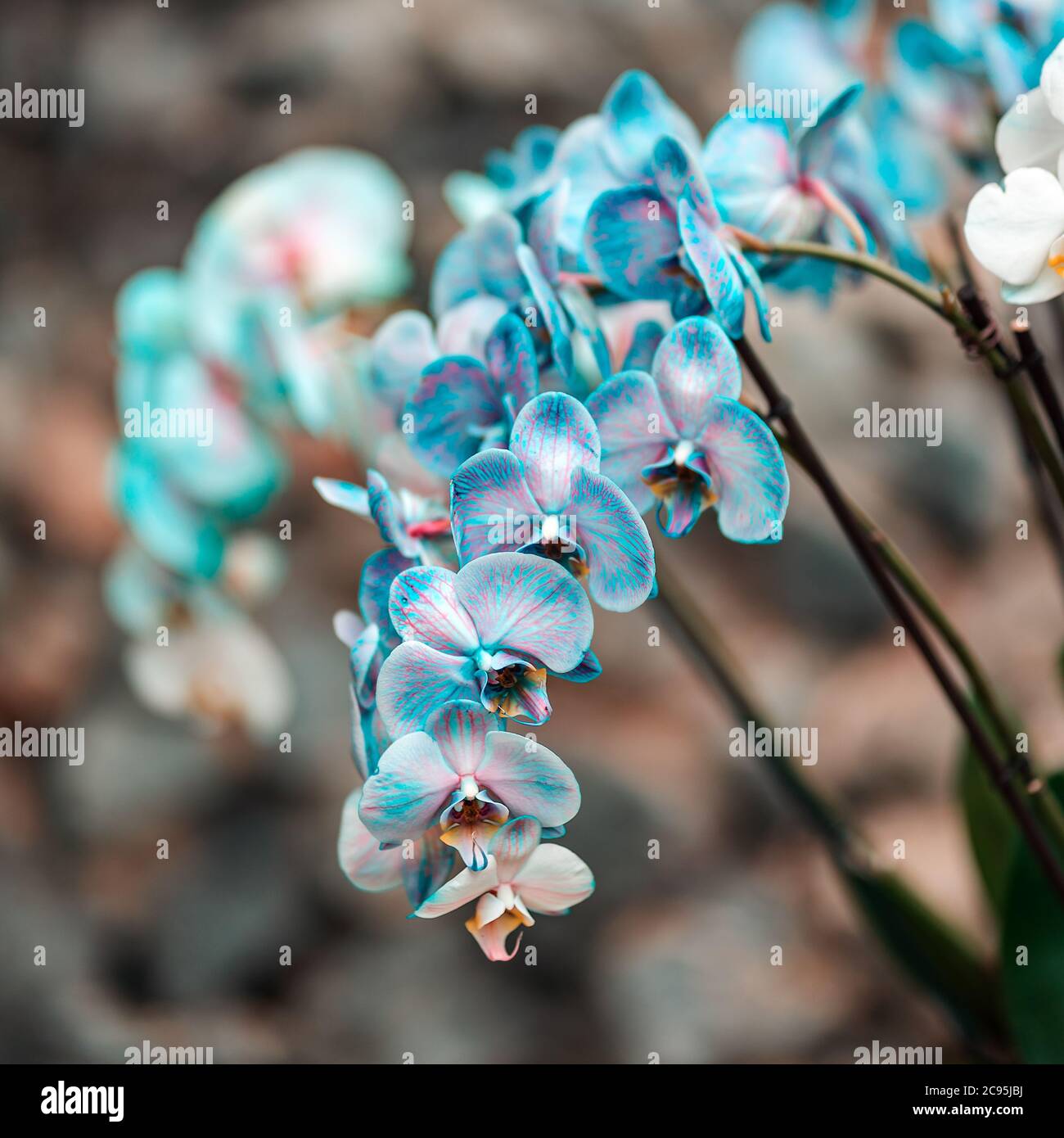 Tropical plants in the arboretum. Leaves and wild blue Orchid flowers close up. Concept of environmental conservation. Stock Photo