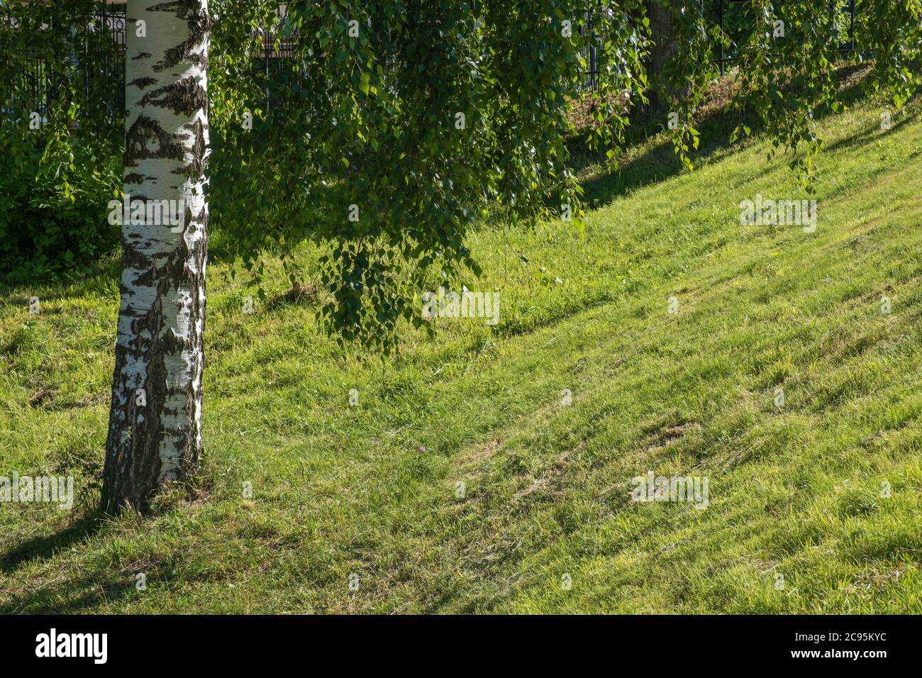 Low Hanging Branches High Resolution Stock Photography and Images - Alamy
