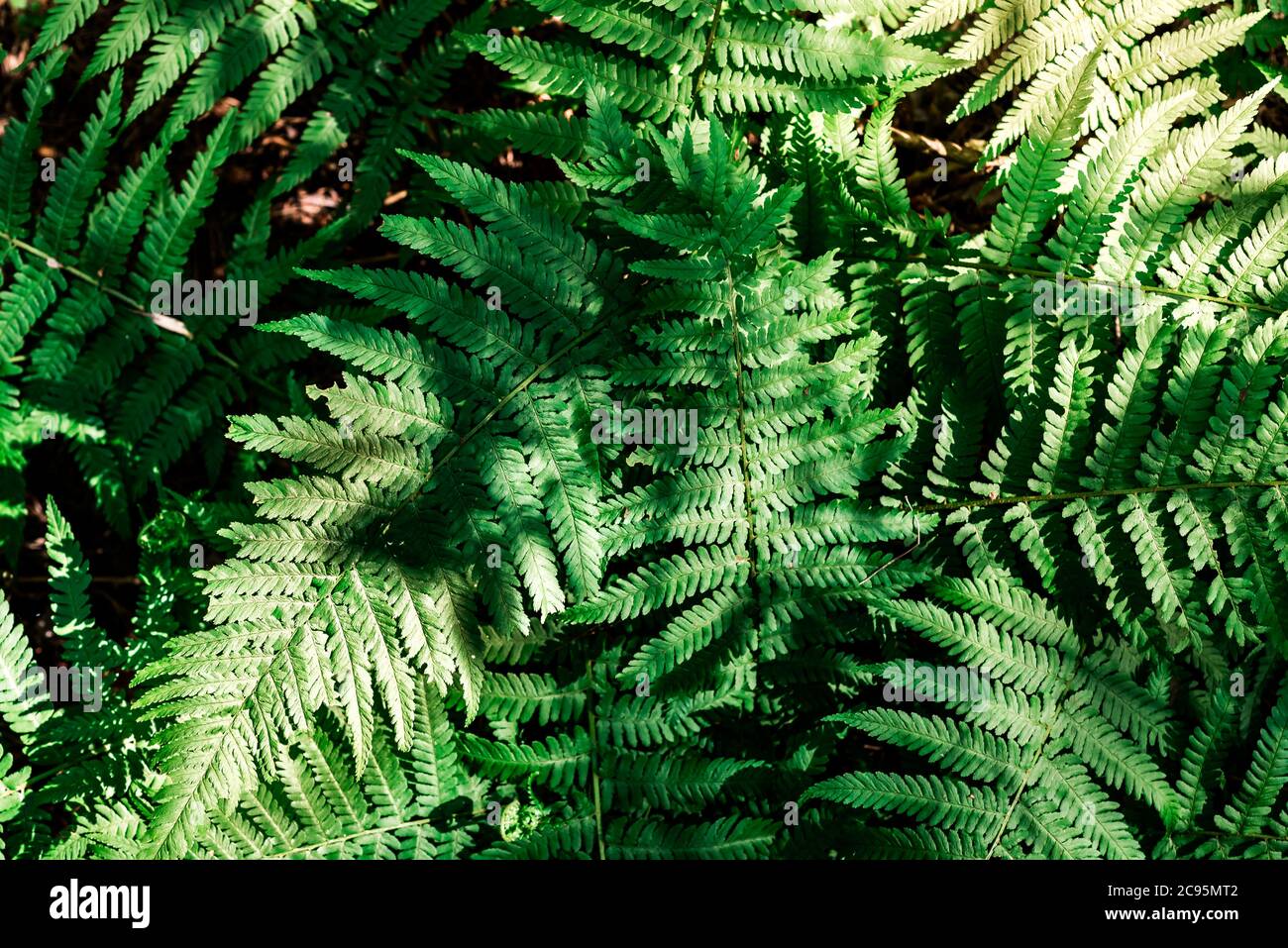 Bright green fern leaves in the forest under the rays of the summer sun. Natural eco background Stock Photo