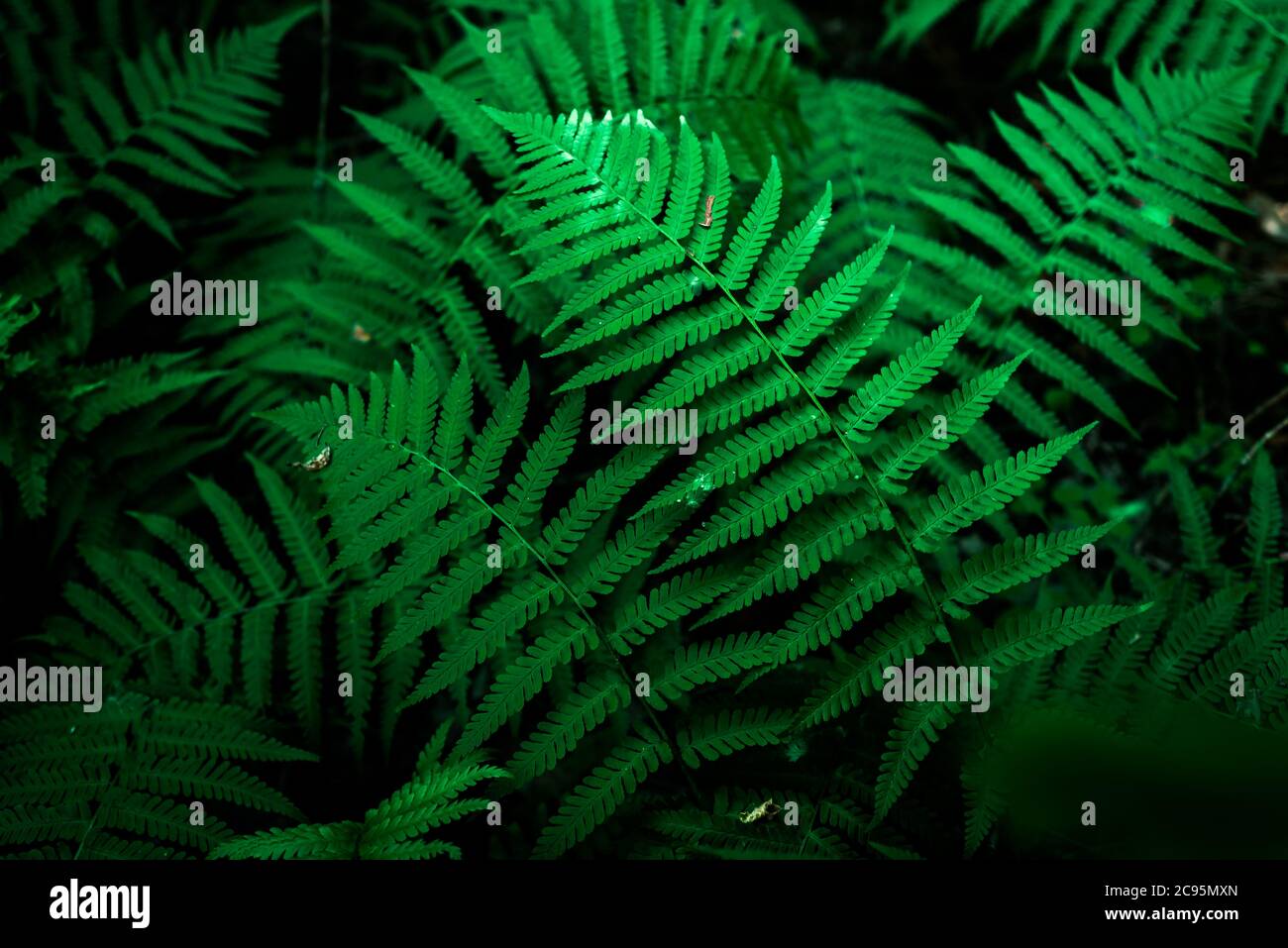 Bright green fern leaves in the forest under the rays of the summer sun. Natural eco background Stock Photo