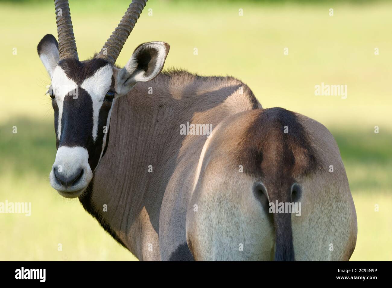 Gemsbok (Oryx gazella), adult standing in the grassland, Kgalagadi Transfrontier Park, Northern Cape, South Africa, Africa Stock Photo