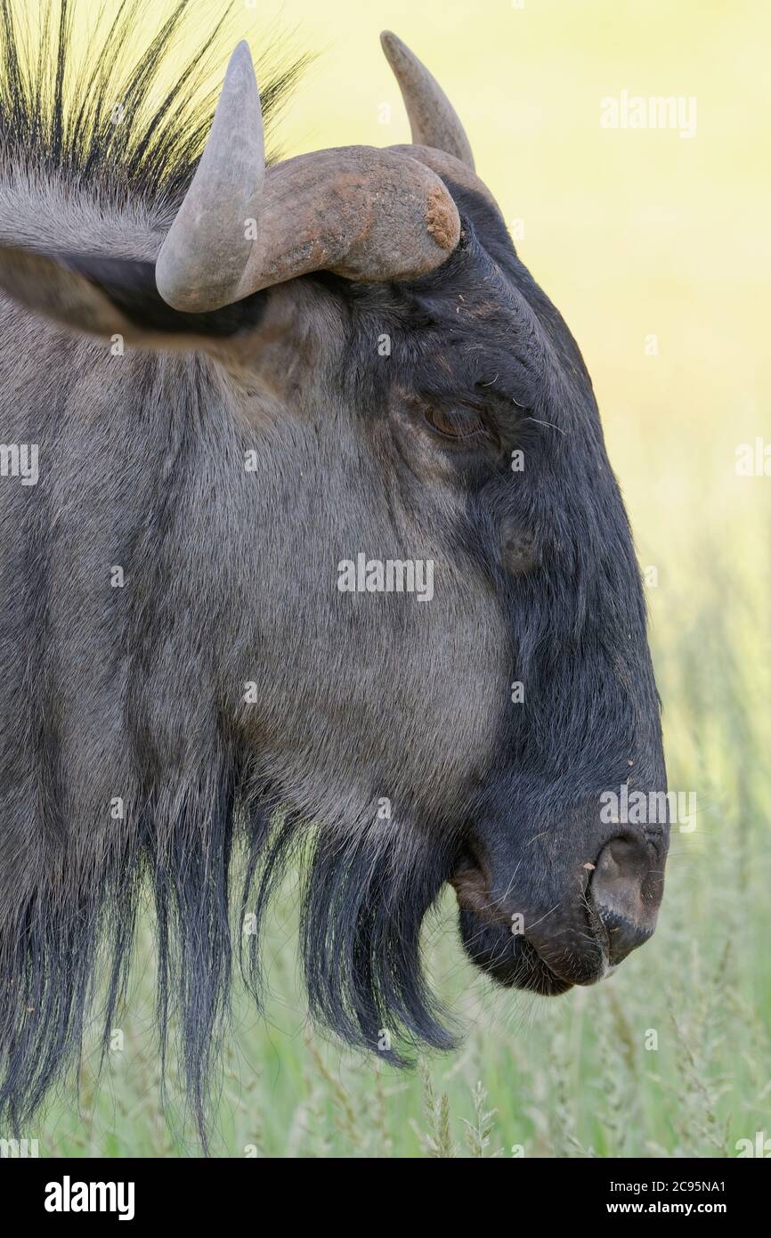 Blue wildebeest (Connochaetes taurinus), adult male, animal portrait, Kgalagadi Transfrontier Park, Northern Cape, South Africa, Africa Stock Photo