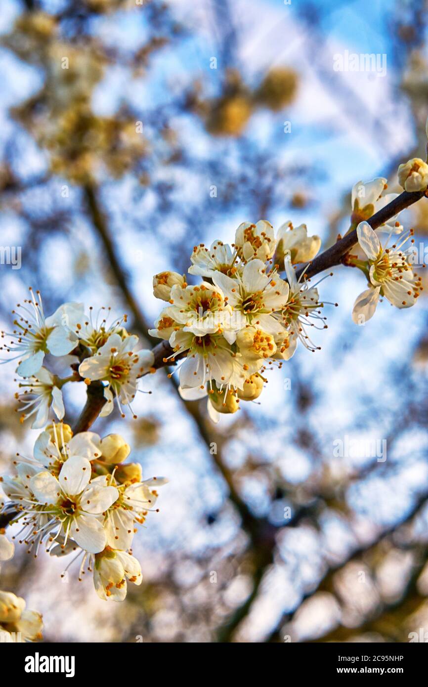 Fresh wild cherry blossom with blurred background Stock Photo - Alamy