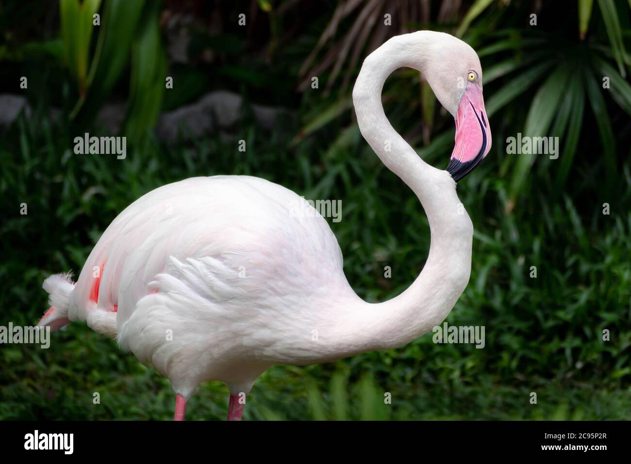 beautiful flamingo standing and relaxing in the wild at national park, pink big bird greater flamingo. Phoenicopterus rubber. animal and nature concep Stock Photo