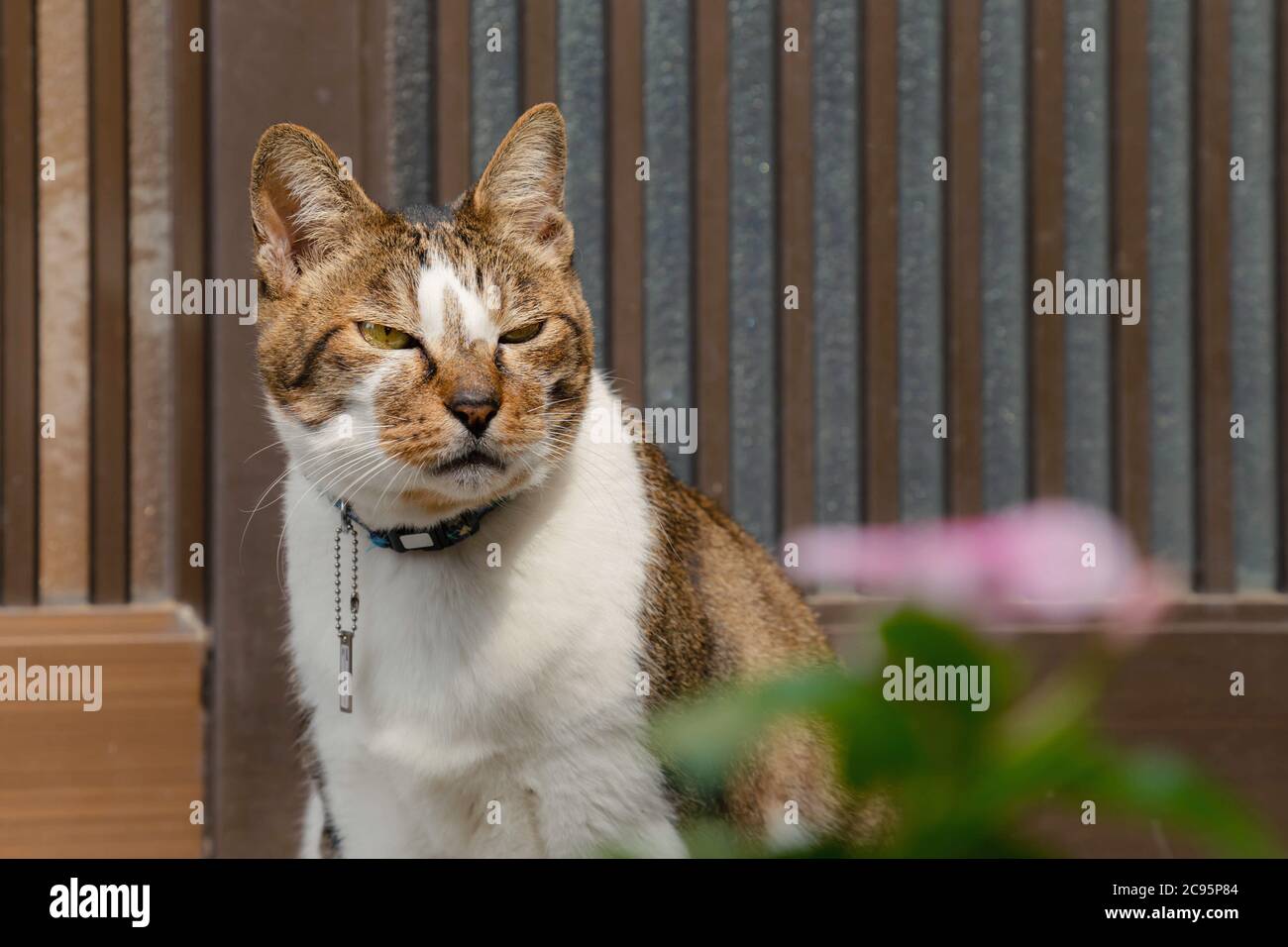 Domestic angry cat sitting in front of entry door. Kitten is