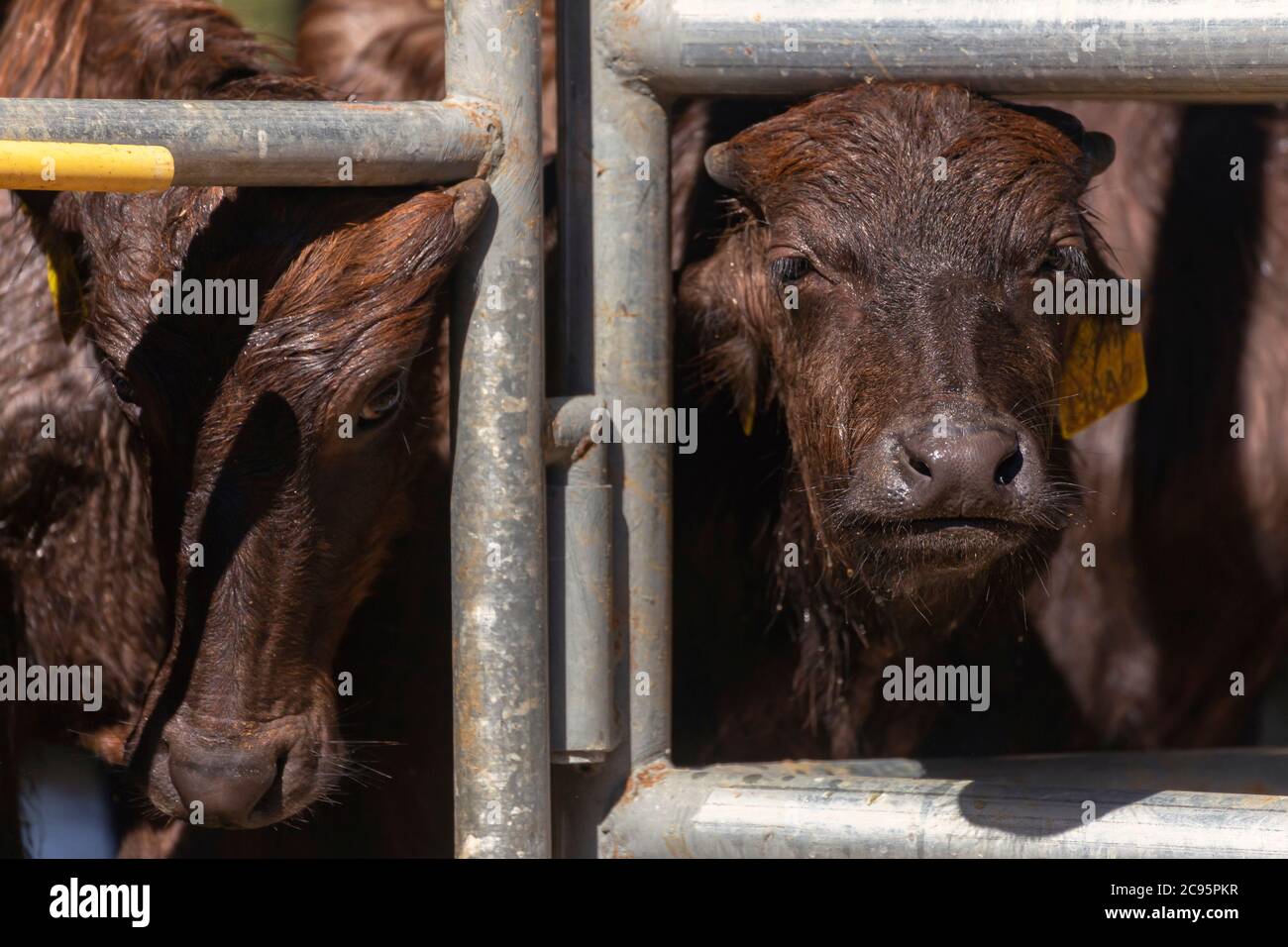 Asian Baby Murrah Buffalo Or Water Buffalo In Stables At Local Dairy Farm Agriculture And Farming Concept Stock Photo Alamy