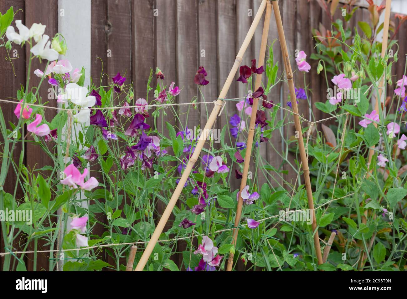 Sweetpea garden support hires stock photography and images Alamy