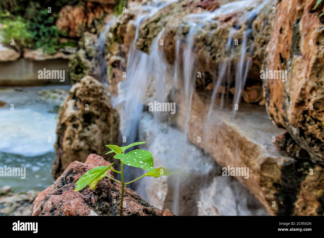 Plant with water drops on leaves against the background of slow motion of water jets from artificial waterfalls on picturesque textured stones Stock Photo