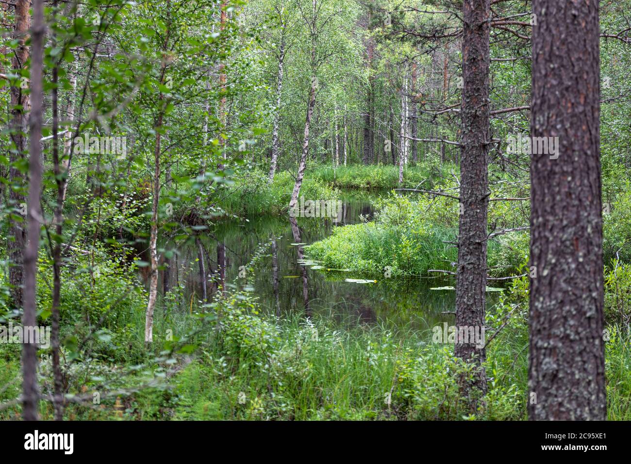 Serene forest creek in Finnish Lapland in summertime Stock Photo