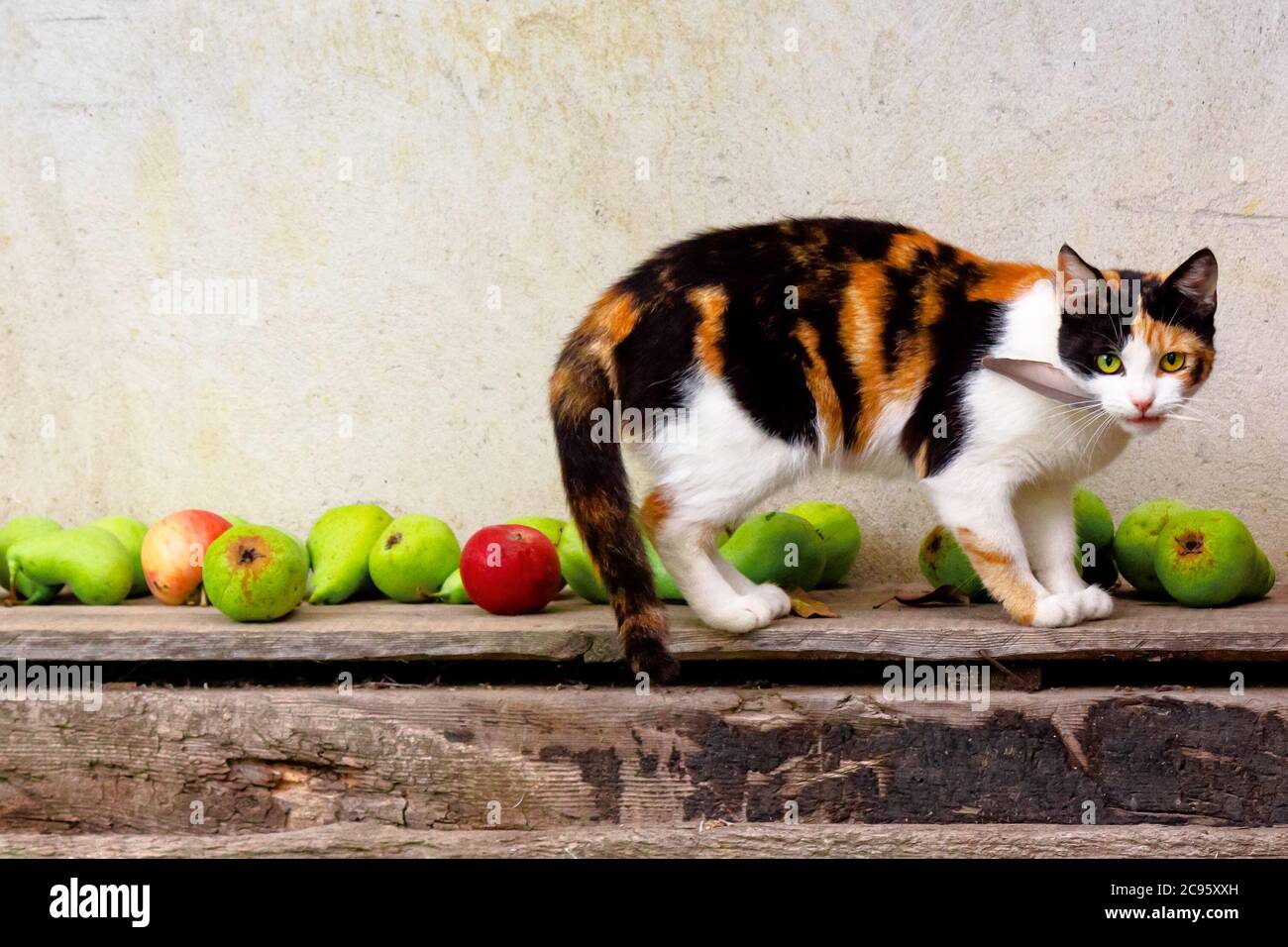 curious calico cat walking outside with feather in the mouth. predator in the autumn garden. fruit composition on the background. thanksgiving concept Stock Photo