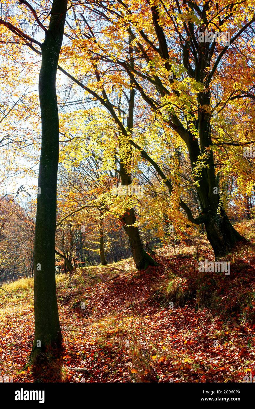 forest in fall foliage. beautiful nature background on a sunny autumn day. colorful scenery in the beech woods Stock Photo